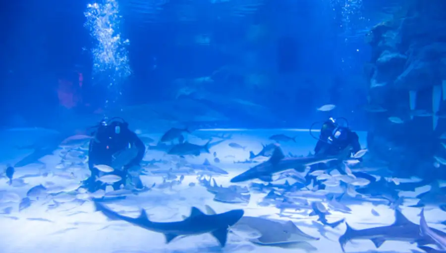 Antalya Aquarium & Face2Face Wax Museum photo 11