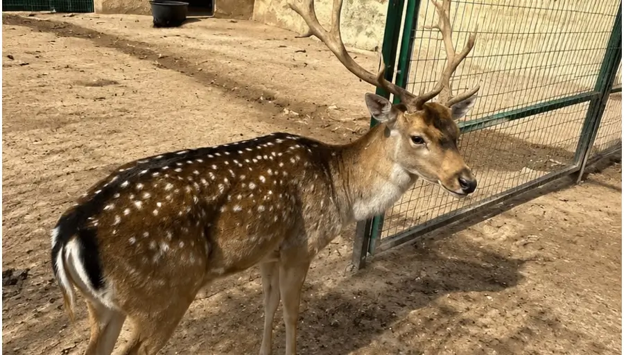 Zielony Kanion i Zoo – Rodzinna Przygoda photo 13